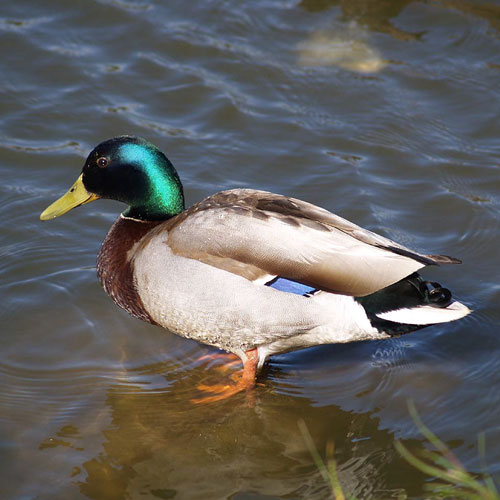 Sequana - River Goddess, mallard